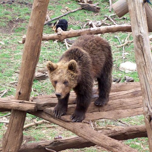 SHELTER FOR YOUNG BEARS KUTEREVO